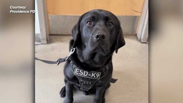 Providence police welcome new member to the force