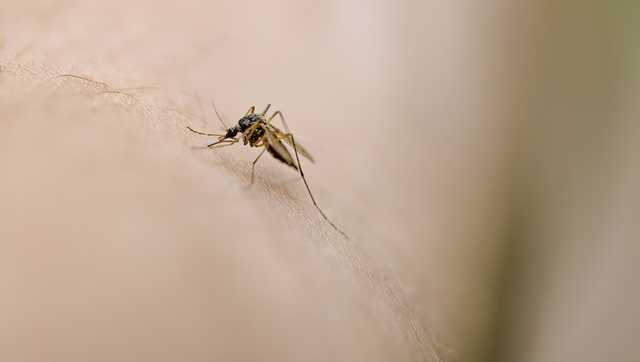 Scientists develop 'mosquito STD' to prevent malaria spread
