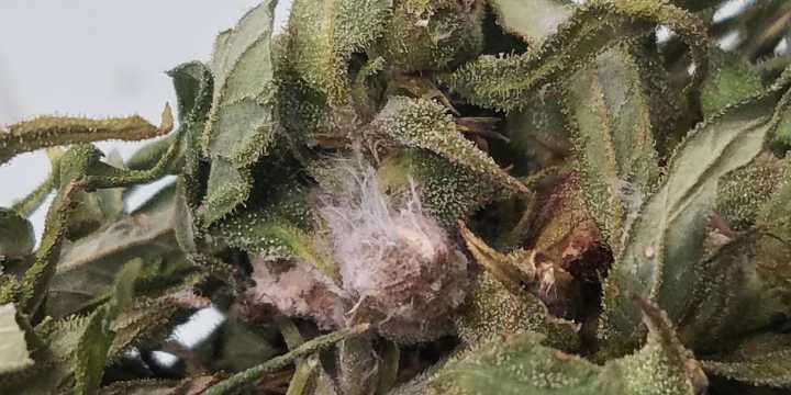 What is Fusarium graminearum, the fungus US authorities say was smuggled in from China?