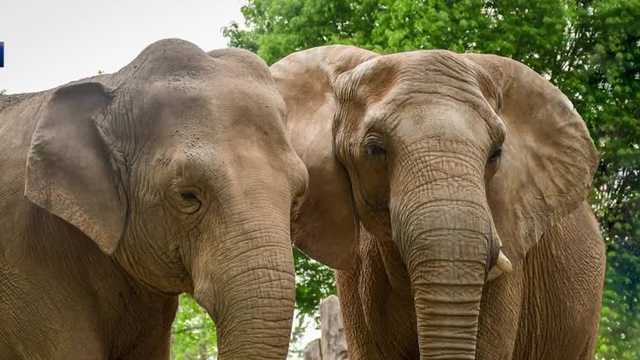 Louisville Zoo's elephants retire to sanctuary in Tennessee