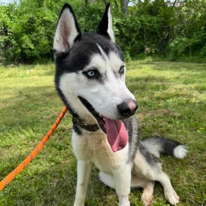 Meet Shadow! News 19’s Adoptable Pet of the Week
