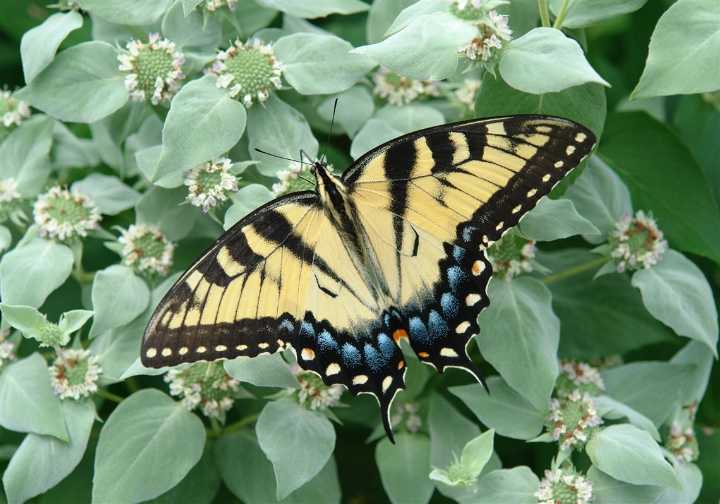 Native plant lovers flock to this nursery, and so do pollinators