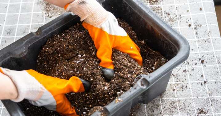 Know your soil: Expert explains difference between potting, garden soil