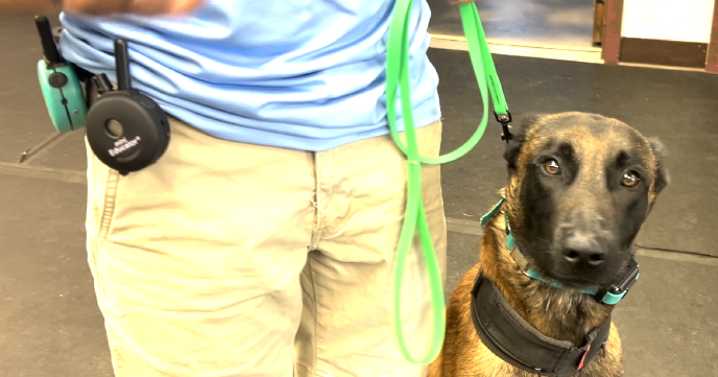 Experts highlight dog bite prevention: 'Kids understand English way easier than a dog'