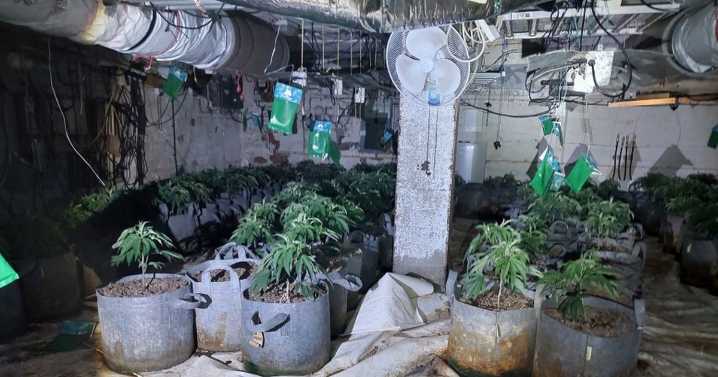 'Major' cannabis farm busted on Midlands high street after call from British Gas
