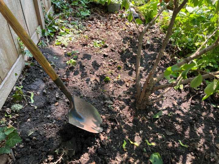 Transplant trees and shrubs before hot weather