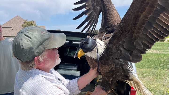 Colorado bald eagle capture takes place amid million