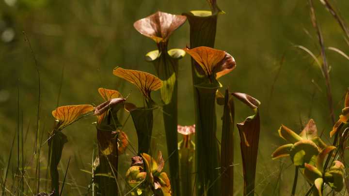 Green Swamp Preserve: See bug-eating plants and rare…