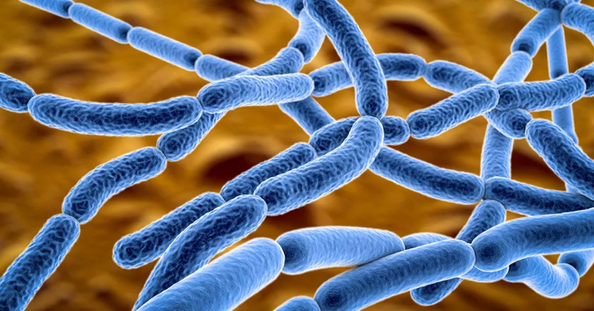 Major anthrax outbreak at holiday hotspot as one dead and four taken to hospital