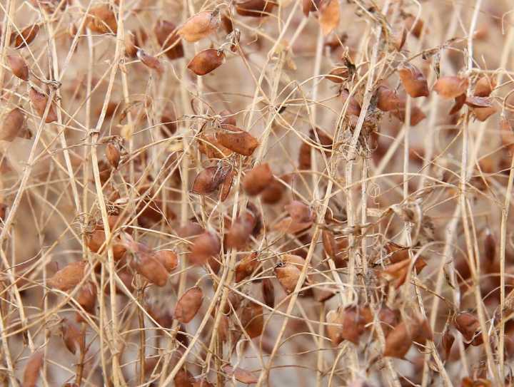Red lentil supply depends on Canada, Australia