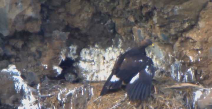 Golden eaglet Ayama flies off from the nest along Whychus Creek, viewed online far and wide