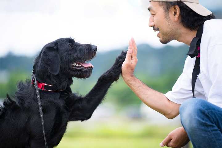13 Wonderful Things Only Dog Lovers Understand