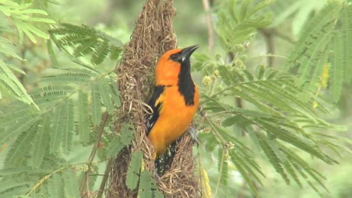 Richard Moore Outdoor Report: Amazing Avian Architect