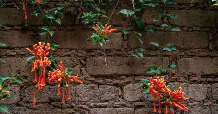 'Fast-growing' climbing plant garden expert loves will cover your fence in no time
