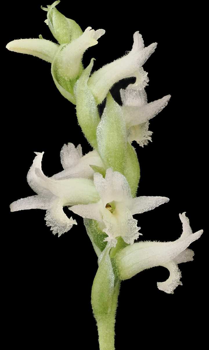 Desert Botanical Garden aids in revitalizing rare Arizona orchid