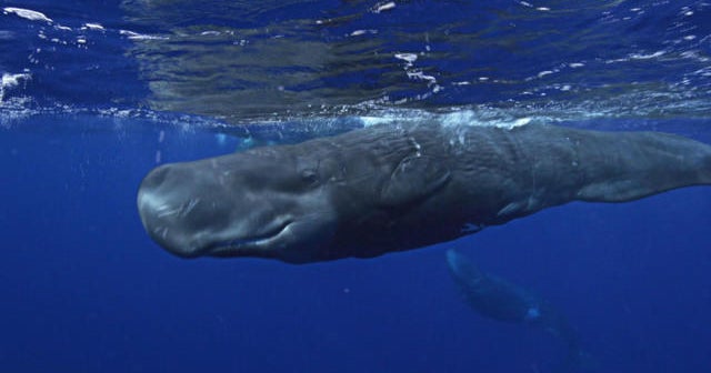 Nature: Sperm whales