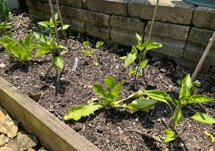 Are your peppers sulking and seeds rotting? Blame it on the soggy May