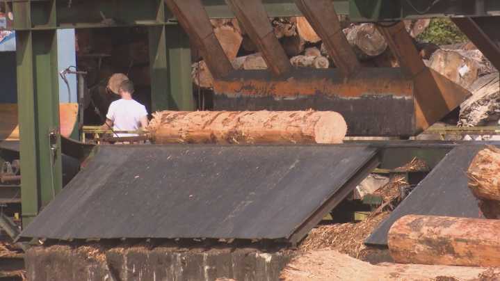 Northwest industry leaders await US timber plan