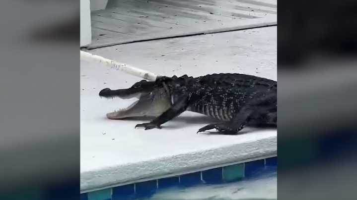 Watch: 7-foot alligator captured after being found in Florida pool