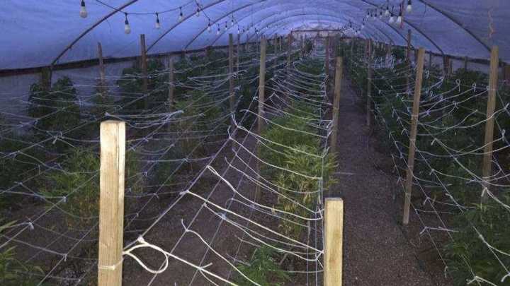 Two arrested after deputies allegedly find marijuana operation during baby welfare check
