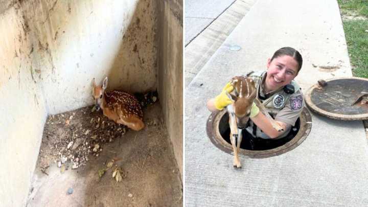 Rescatan a un cervatillo que cayó en una zanja de drenaje en Leander