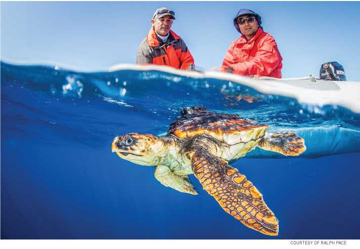 World Oceans Day is Sunday, June 8: A look at sea turtles in our waters