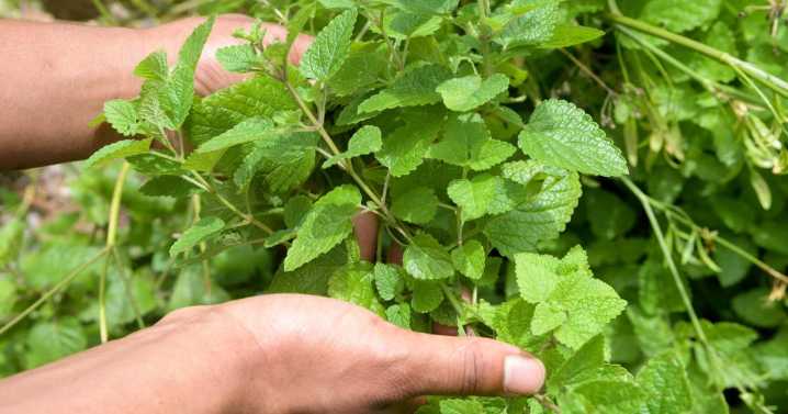 Mint to be: The bounty of a backyard herb sparks a summer gathering