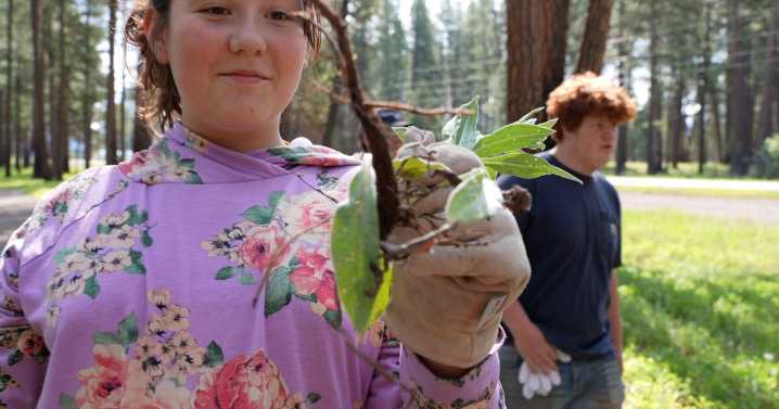 Students give back to community by pulling noxious weeds in Lincoln