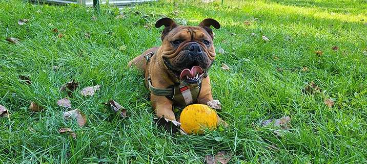 CT man pleads guilty to strangling, dismembering dog in New York