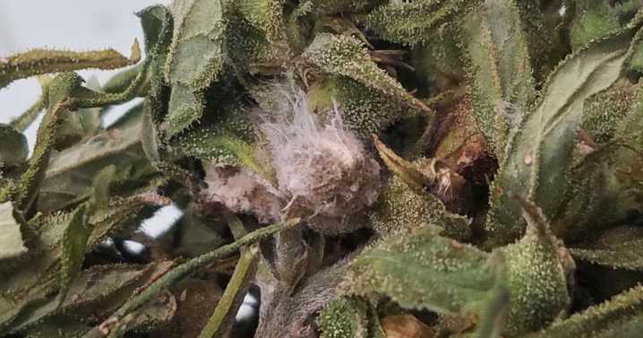 What is Fusarium graminearum, the fungus US authorities say was smuggled in from China?
