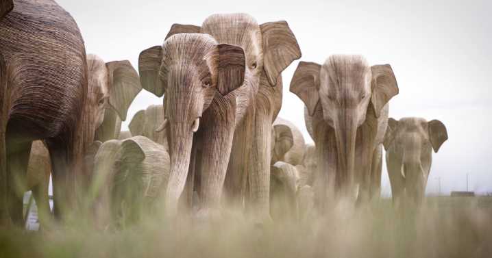 Elephant art installation sparks conversations during Blackfeet Iinnii days