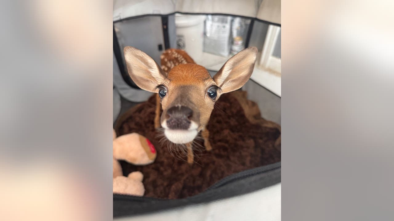 Austin Wildlife Rescue seeks food donations for rescued animals