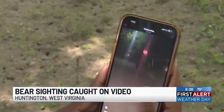 Bear sighting caught on video