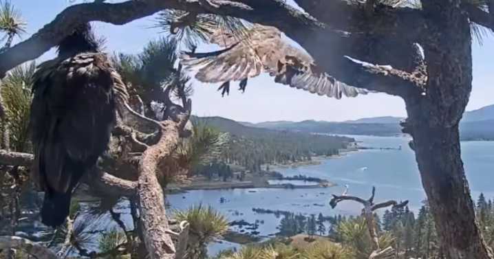 Big Bear eaglet Sunny flies from the nest for the first time