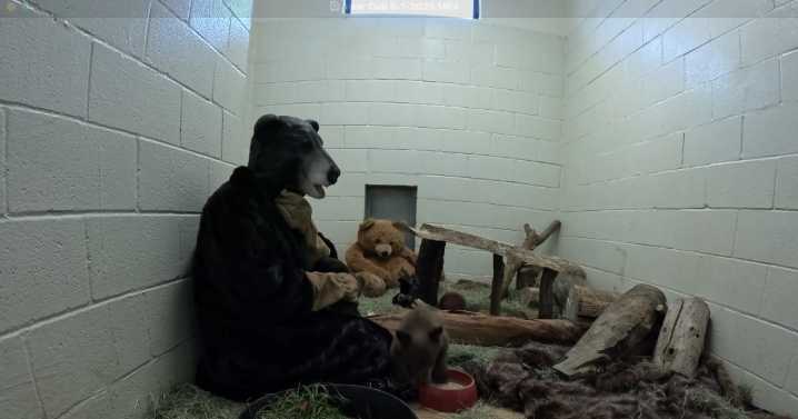 San Diego wildlife experts don bear suits to care for abandoned cub in Ramona