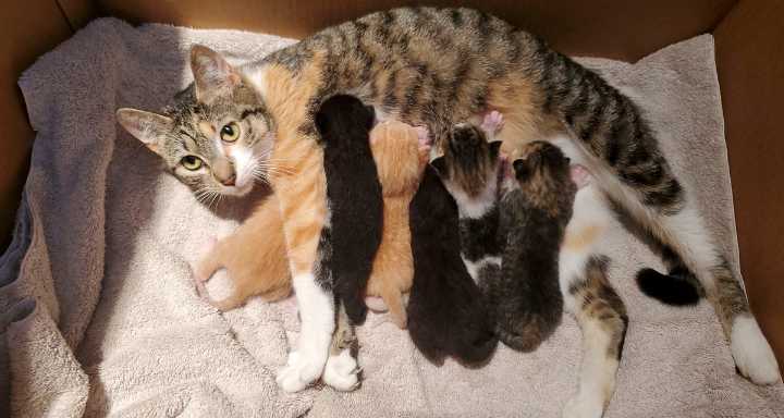 Furry Friends volunteers encourage community contributions to feed kittens