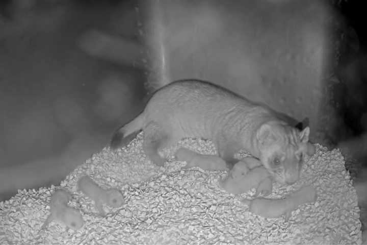 8 endangered black-footed ferrets born at National Zoo’s Virginia campus