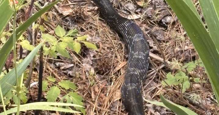 Snakes can't burp, but they do get rid of gas