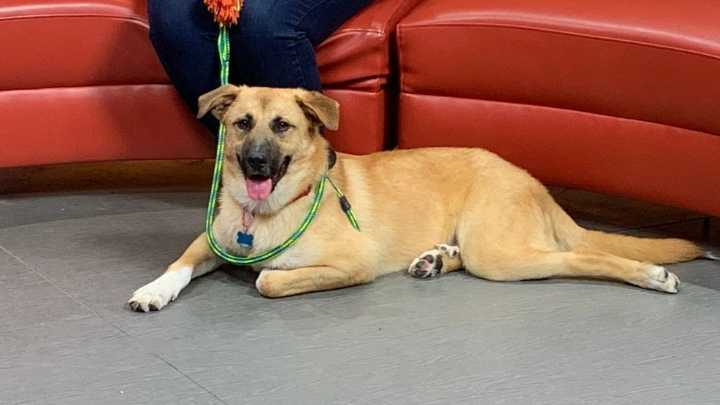 Fur Baby Friday: From abandoned to adored, survivor Pruett is looking for his forever home