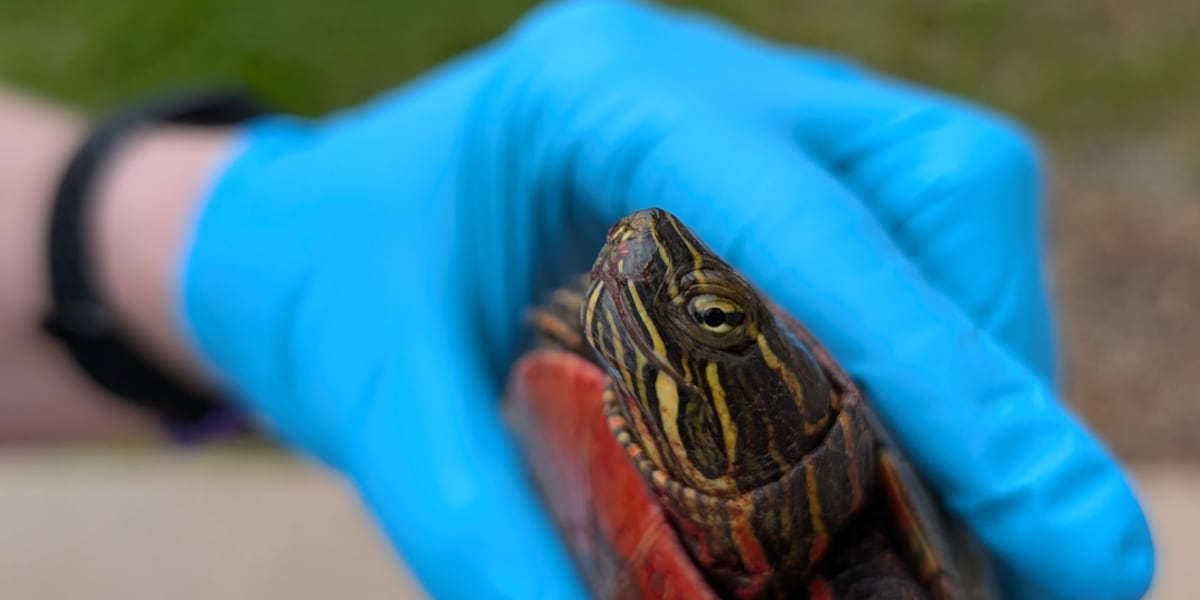 Dane Co. Humane Society asks public to help turtles cross roads safely