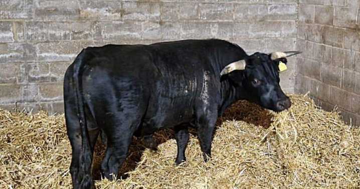 Birmingham’s on-the-run bull rehomed in Norfolk after ‘unexpected’ city break