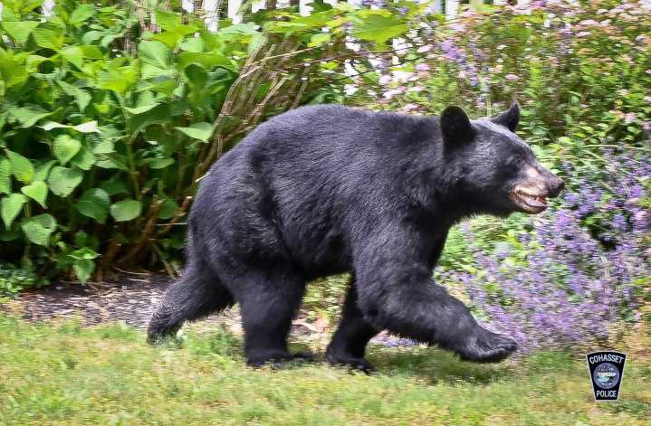 Smithfield Police warn public after increase in black bear sightings
