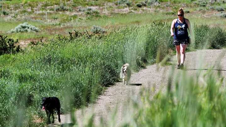 What dog owners need to know about foxtail this summer