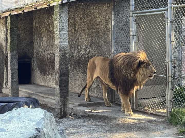 Oregon zoo owner is arrested on drug charges following police raid