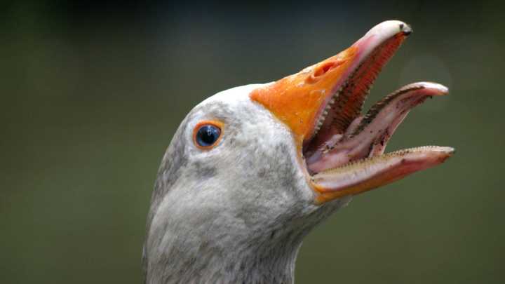 Man in court after accusing geese and duck of 'assault'