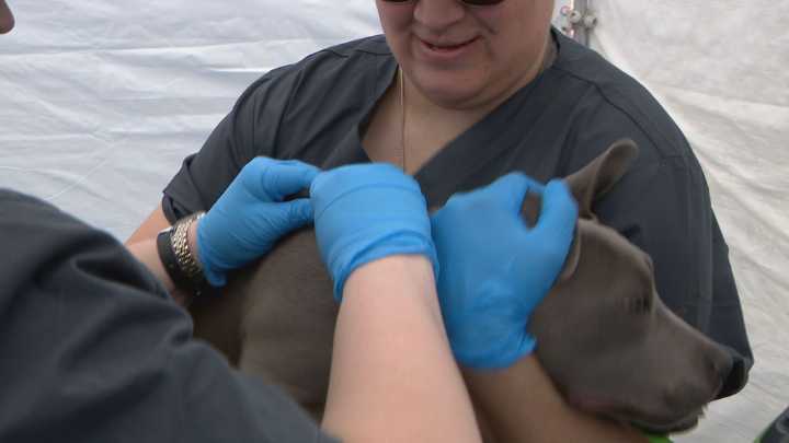 Clark County launches $5 pet microchipping program to keep animals out of shelters