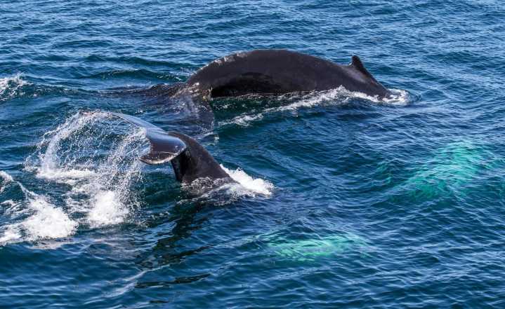 What Will Happen to Whale Watching? A Cautionary Tale Unfolds in Ireland