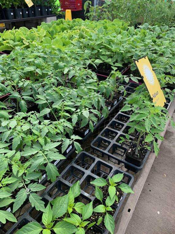 Tropical Gardening: Time to start a perfect vegetable garden