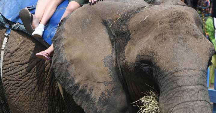 Elephant permit denied for the Colorado Renaissance Festival