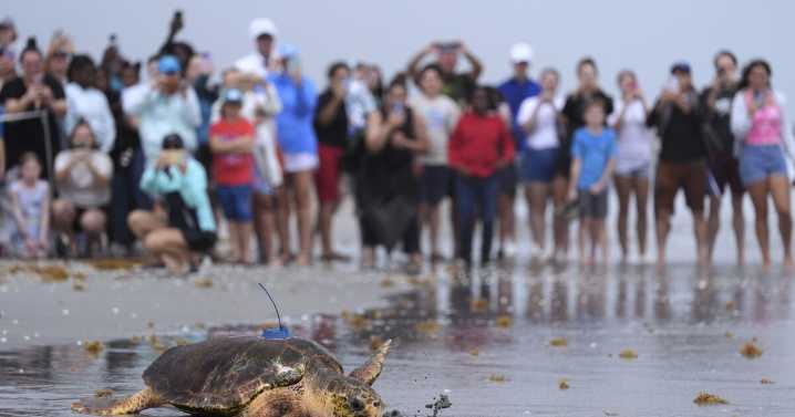 Dilly Dally the sea turtle returns to the ocean after flipper amputation